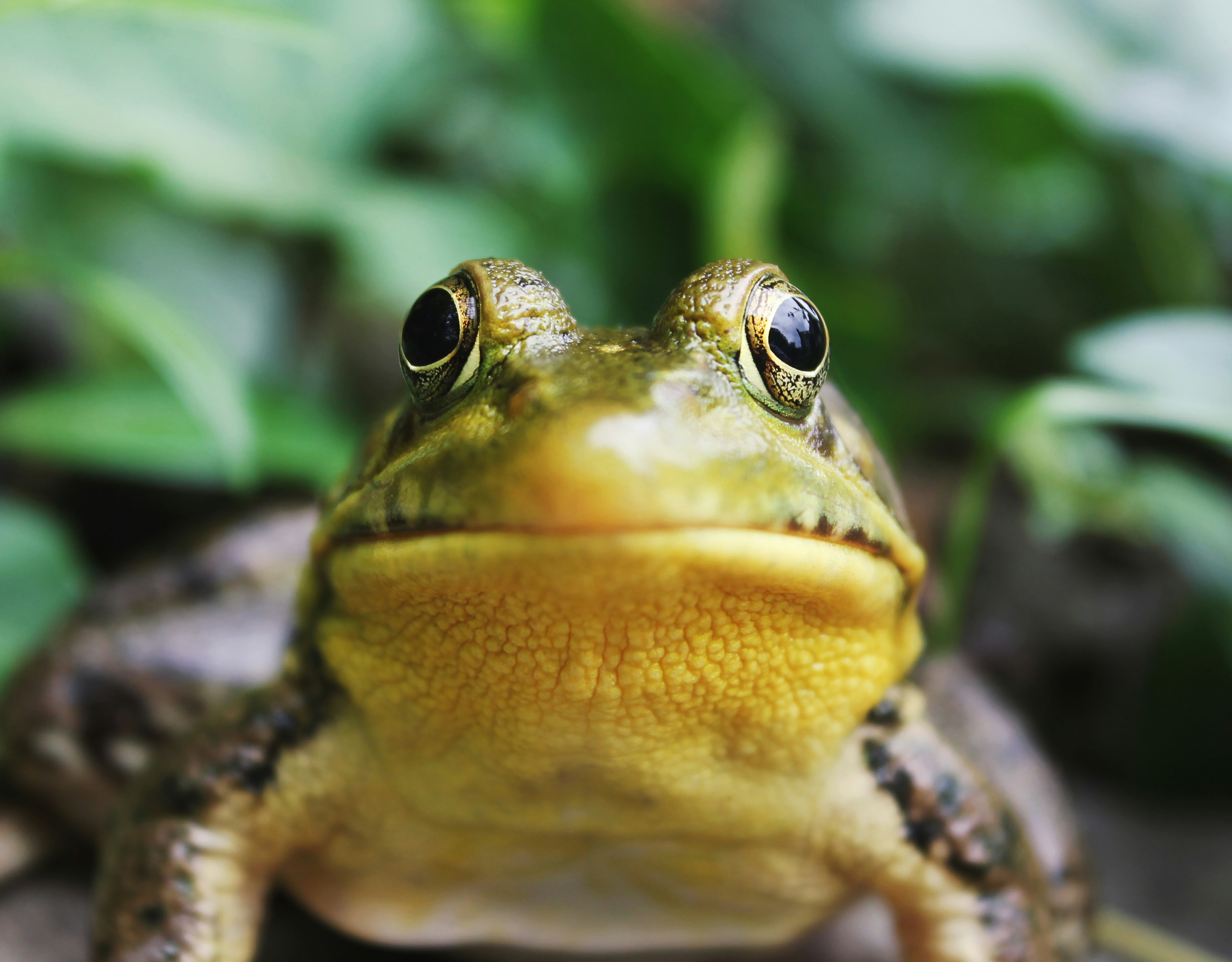 A silly looking American Bullfrog staring blankly into your soul